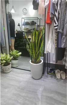 vi-sao-ban-nem-chon-san-nhua-dan-keo-van-da-cho-shop-thoi-trang